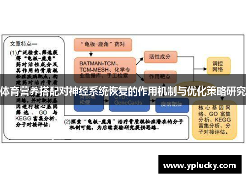 体育营养搭配对神经系统恢复的作用机制与优化策略研究